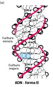 Două reprezentări ale dublului helix ADN. (a) Dublu-helix ADN de formă B.