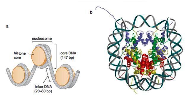 NUCLEOZOMUL Nucleosomes Are the Building Blocks of Chromosomes În n celulele EK, majoritatea cantității ii ADN este împachetat în n NUCLEOSOMI Nucleosom = miez de 8 protenie histonice + regiunea ADN
