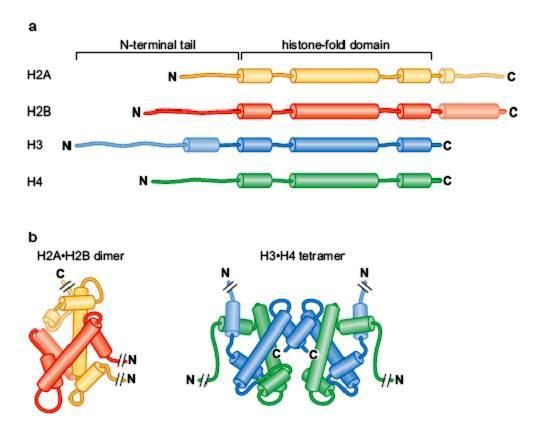 Miezul proteic al nucleosomului are formă de disc În n soluție, cele c 4 tipuri t de histone se asamblează