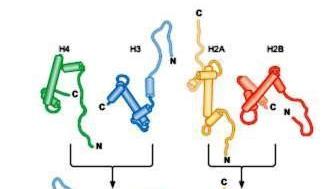 H2A H2B H3 H4 Asamblarea unui nucleosom este