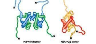 Dimerizarea histonelor H3 + H4 heterodimer [H3