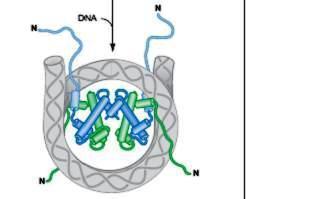 H2A dimer 2[H2A] 2 x H2B dimer 2[H2B] 2.