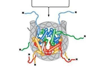 H4] se ataşează la ADN 3.