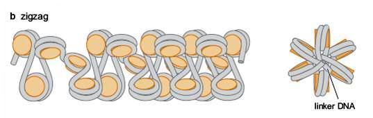 Următoarea etapă de compactare = FIBRA DE 30 nm Eviden 2 modele m de structură a fibrei de 30 nm Modelul SOLENOID Evidențiată iată şi in vitro şi in vivo Se formează un superhelix ce conține 6