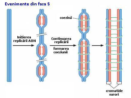 Chromosome Structure Changes as Eukaryotic Cells Divide Gradul de condensare a materialului genetic variază în n timpul unui ciclu celular Interfază condensare mai redusă a materialului genetic,,