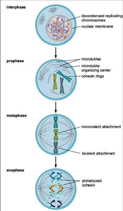 Profază continuă condensarea cromatinei (deci, a materialului genetic)