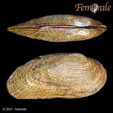 Figure2C5.Medionidus!conradicus!(EncyclopediaofLife, http://eol.org/pages/449332/overview,accessed4/3/2015 Table2C2.HostFishforIntroducedMussels FreshwaterMussel L.(fasciola M.
