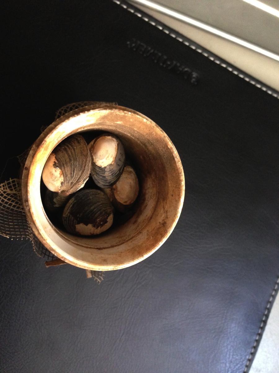 andnutrientstothemussels.thesilosalsoprotectthemusselsfrompredatorsand enablesurveyorstoeasilyretrievethemfordatacollection.