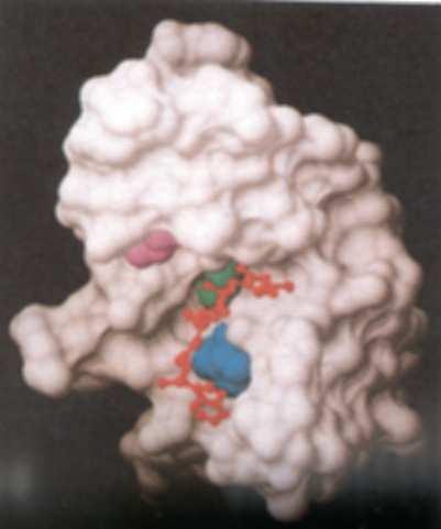 Proteosomas pievienojas pie olbaltumvielām, kurām ir pievienota neliela olbaltumviela - ubikvitīns. Proteosomas pievienojas pie olbaltumvielām, kurām ir pievienota neliela olbaltumviela - ubikvitīns.