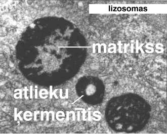Konstatēja, ka, mainot centrifugācijas ātrumu, no mitohondriju frakcijas var izdalīt nelielas organellas, kas saturēja hidrolāzes. Lizosomas ir konstatētas lielākajā daĝā eikariotisko šūnu.
