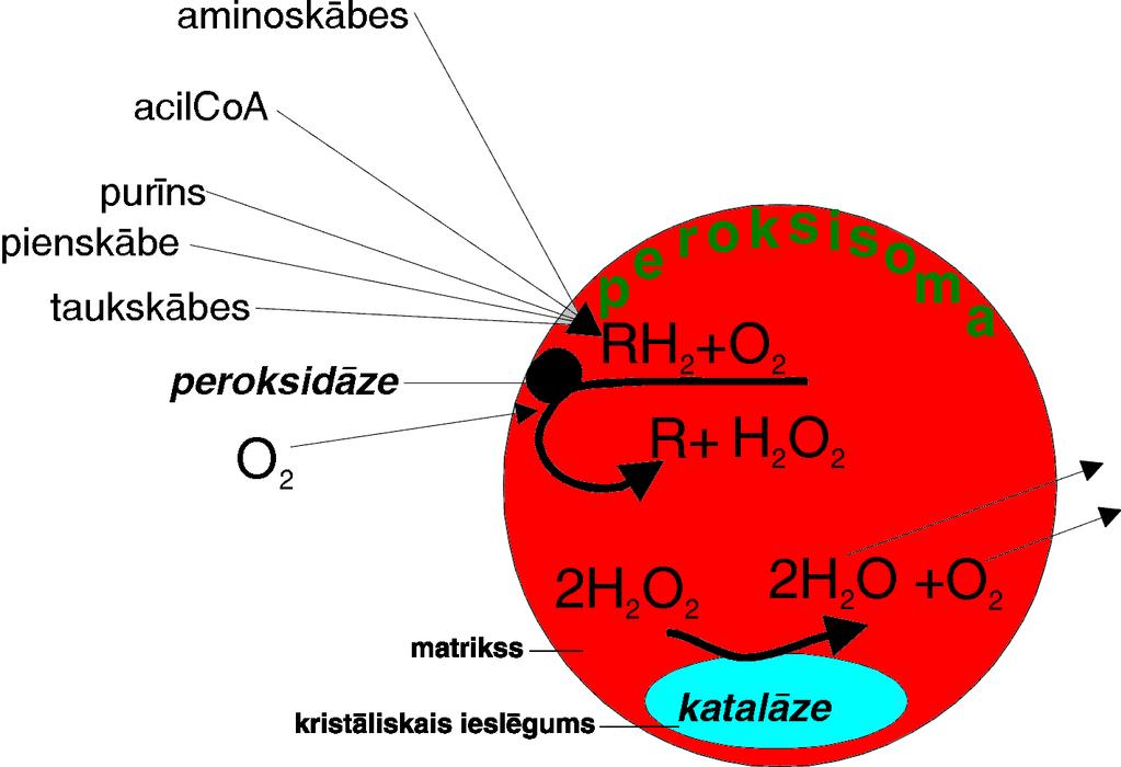 ŪdeĦraža peroksīds, kas ir radies peroksisomās, tālāk tiek metabolizēts ar fermenta katalāzes starpniecību. Katalāze reducē ūdeħraža peroksīdu līdz ūdenim.