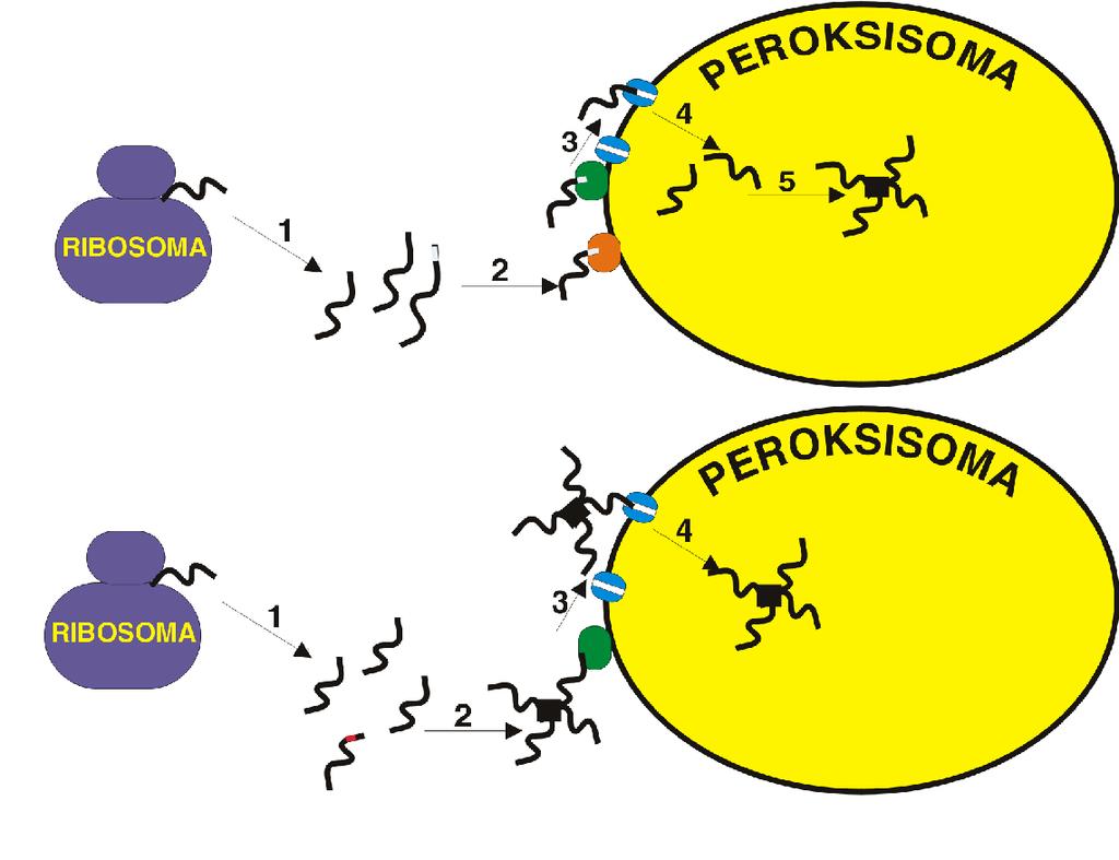 Olbaltumvielu imports peroksisomās Konstatēts, ka peroksisomu matriksa olbaltumvielām ir divas aminoskābju signālsekvences, kas nodrošina to nokĝūšanu organellā.