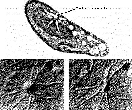 Vakuolas Vakuolu veidi Dzīvnieku šūnās ir samērā sīkas vakuolas - fagocitārās, gremošanas un autofāgiskās vakuolas. Šajos gadījumos būtu pareizāk lietot terminu lizosomas.