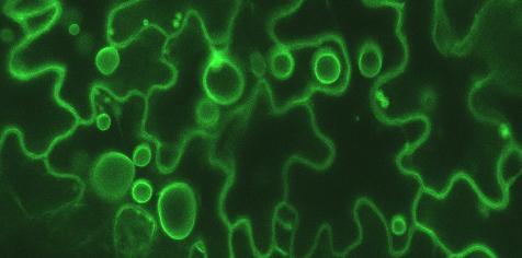 Šūnsula ir koncentrēts šėīdums, kas satur minerālsāĝus, cukurus, organiskās skābes, O 2, CO 2, pigmentus un daudzveidīgus otreizējā metabolisma starpproduktus un atkritumproduktus.