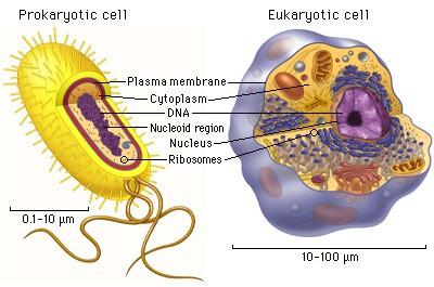 DNA يكون شكله حلزون مزدوج كما ان حجم هذه الخليا يتراوح م ن µm 100-10 ويوضععح الشععكل ) (1 تركيب الخليا البدائية والحقيقية النواة.