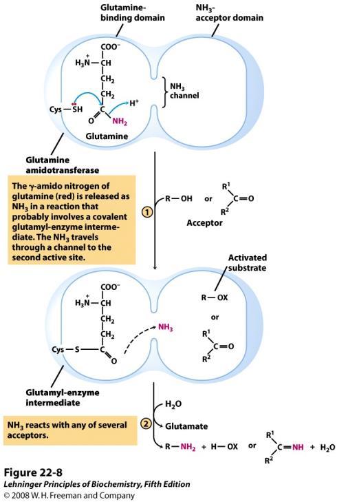 Pretpostavljeni mehanizam glutamin amidotransferaza Više od deset reakcija u biosintezi aminokiselina koriste glutamin kao izvor amino skupina. Sve te reakcije provode glutamin amidotransferaze.