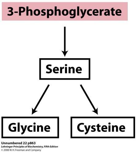 Serin, cistein i glicin nastaju iz 3-fosfoglicerata Produkt glikolitičkog puta, 3- fosfoglicerat je preteča serina.