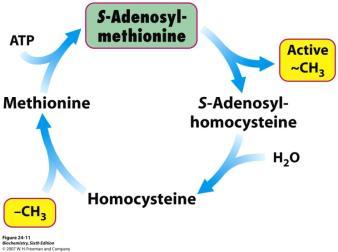 Sinteza S-adenozilmetionina važnog donora metilnih skupina SAM nastaje iz metionina i ATP u neuobičajenoj reakciji u kojoj se ATP cijepa na PP i i P i.