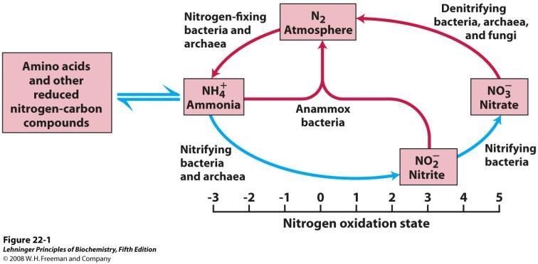 Fiksacija dušika (pretvorba N 2 u NH 3 ) U atmosferi se nalazi 80% N 2, ali N 2 ne može iskoristiti većina organizama. Nekoliko organizama, kao npr.