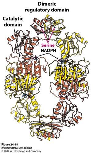 3-fosfoglicerat dehidrogenaza je odlučujući korak u biosintezi serina iz 3-fosfoglicerata. E. coli enzim je tetramer izgrađen od četiri identične podjedinice.