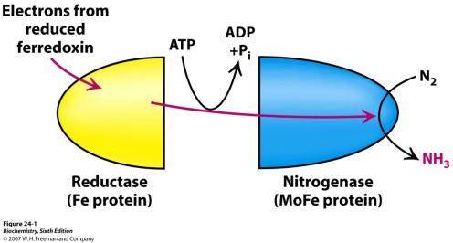 Fiksacija dušika u kompleksu nitrogenaze.