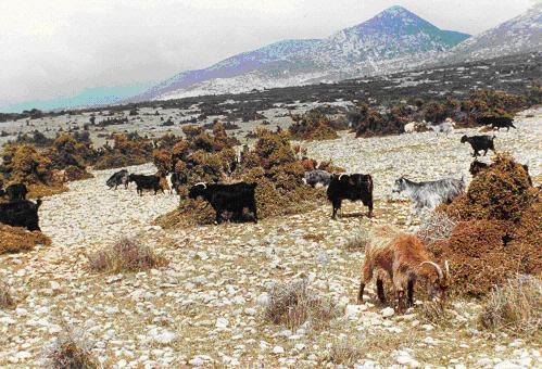 Η οποία καταλήγει στον περιορισμό ή στην εξαφάνιση των