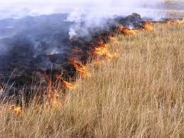 Επιπτώσεις των πυρκαγιών Οι πυρκαγιές αποτελούν σοβαρή απειλή για τα λιβάδια και αυτό επειδή, άμεση επίπτωση