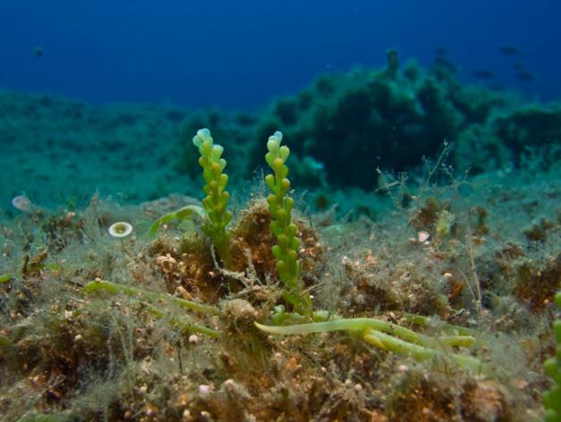 5. Θαλάσσια χλωρίδα και πανίδα Κατά την διάρκεια των ερευνητικών καταδύσεων καταγράφηκαν 96 είδη θαλάσσιας χλωρίδας και πανίδας. Φωτογραφικό υλικό παρατίθεται στο Παράρτημα Ι.