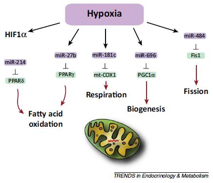 hypoxia and