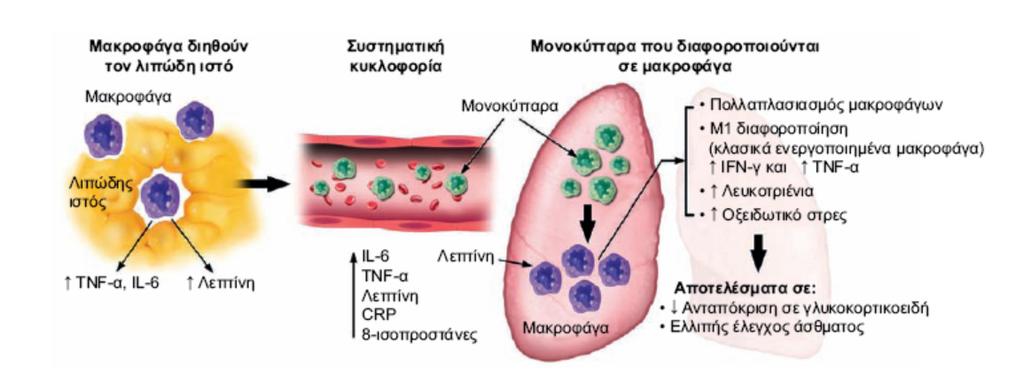 Παχυσαρκία και ελαττωμένη ευαισθησία στα κορτικοστεροειδή Η ανταπόκριση στα ICS είναι διαφορετική σε υψηλότερα ΒΜΙ Οι παχύσαρκοι ασθματικοί