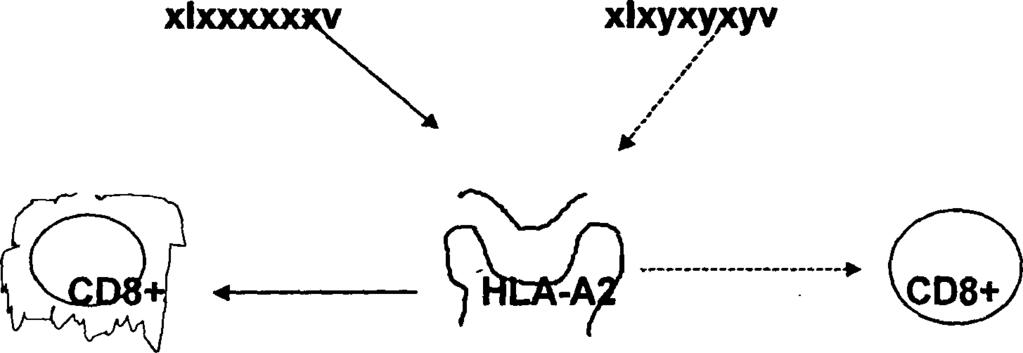 H LA Μειωμένη C T L δραστηριότητα Έντονη πολυκλονική C T L δραστηριότητα Ο Ο Φ υ σ ικό ^ ό ς ---- ανοσ ολογ ικι> π ίεση > Ο Ο βε&χλλαγμένος ιός Εικόνα 18. Μηχανισμός ανοσολογικής διαφυγής του HCV Η.