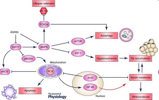Δυναμική αλληλοσυσχέτιση μεταξύ γήρανσης, μεταβολισμού και ΚΑ νόσου p66shc Ενεργοποιεί την παραγωγή ελεύθερων ριζών οξυγόνου Μειώνει την παραγωγή ΝΟ από τα ενδοθηλιακά κύτταρα ΑΜΡΚ Συντονίζει την