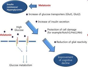 Η μελατονίνη διορθώνει την διαταραχή στη δράση της ινσουλίνης στα εγκεφαλικά