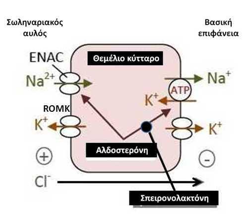 ΑΝΑΣΤΟΛΕΙΣ ΥΠΟΔΟΧΕΩΝ ΤΗΣ