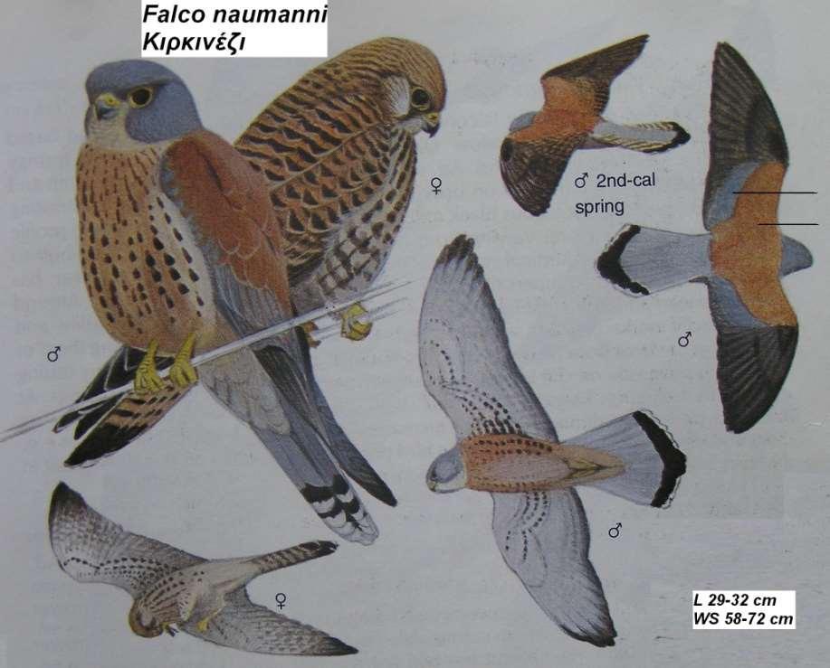 5. Κιρκινέζι Falco naumanni Περιγραφή μοιάζει με το βραχοκιρκίνεζο, διαφέρει κατά το ότι το αρσενικό δεν έχει καφέ στίγματα στα πάνω μέρη και καφέ γραμμώσεις στο στήθος, ενώ η κοιλιά του