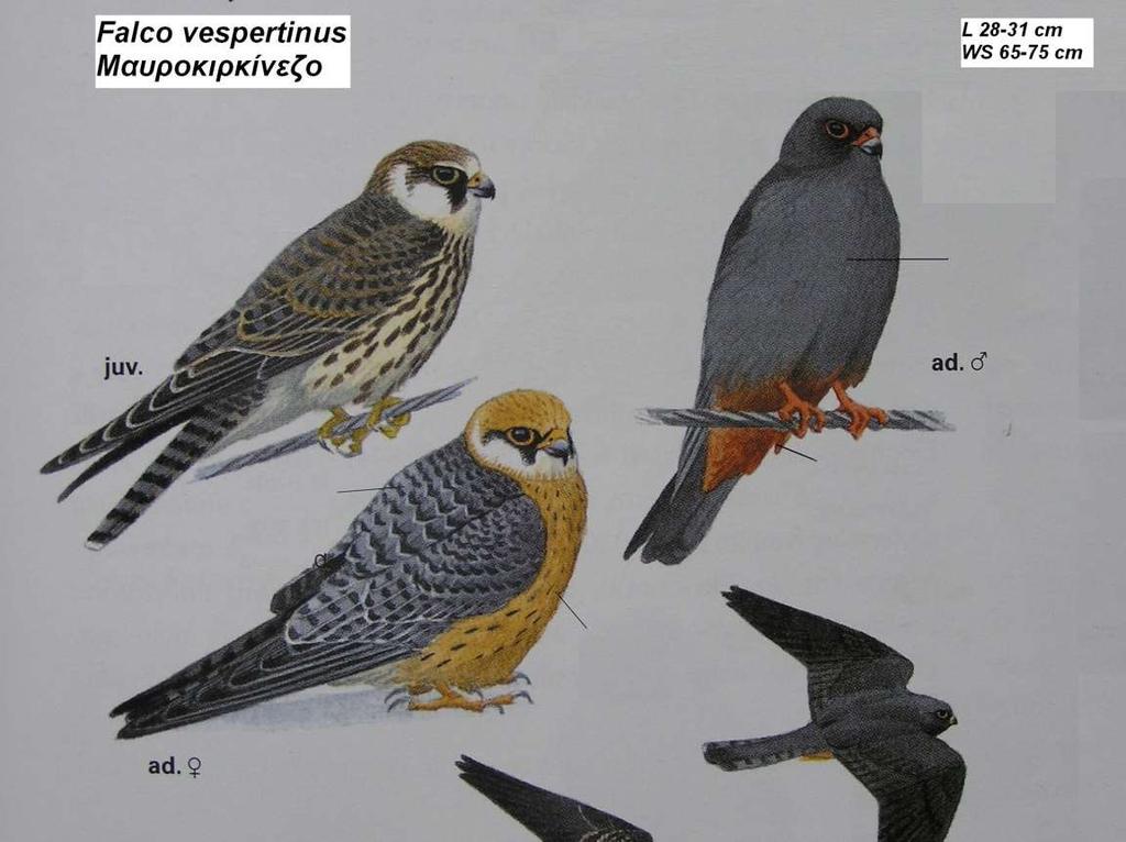6. Μαυροκιρκίνεζο Falco vespertinus Περιγραφή πόδια, κήρωμα ράμφους και οφθαλμικός δακτύλιος κοκκινοπορτοκαλί αρσενικό γκριζόμαυρο με εξαίρεση τα φτερά των ποδιών και τα κάτω καλυπτήρια της ουράς που
