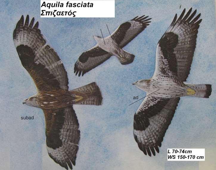 1. Σπιζαετός Hieraaetus fasciatus Περιγραφή ο χρωματισμός του φτερώματος στο πάνω μέρος είναι μαυρόφαιος με λευκές περιοχές στη ράχη, τα πρωτεύοντα είναι μαύρα, το κάτω μέρος είναι λευκό με