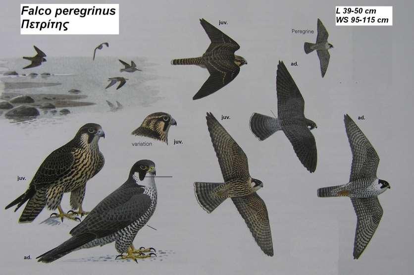 9. Πετρίτης Falco peregrinus Περιγραφή πάνω μέρος γκριζογάλαζο, κάτω λευκοκαστανό με πυκνά μαύρα στίγματα, παρειές μαύρες με εμφανή μυστακιακή λωρίδα, λαιμός