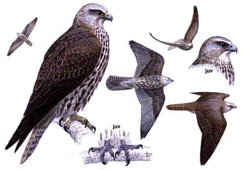 11. Στεπογέρακο Falco cherrug Ενδιαίτημα: ανοιχτές περιοχές.