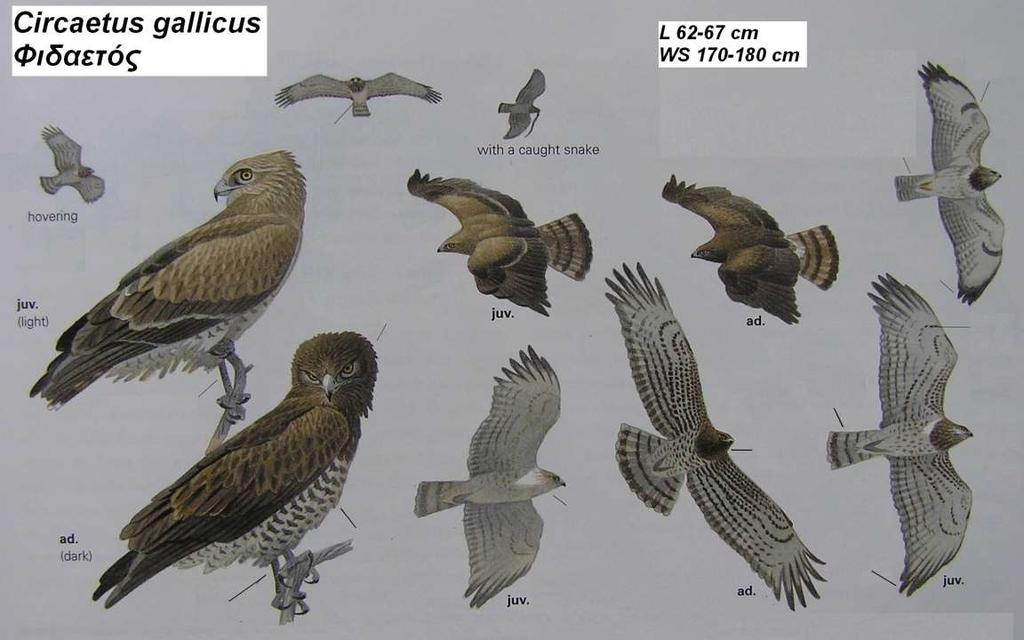 3. Φιδαετός Circaetus gallicus Περιγραφή λευκός χρωματισμός κοιλιάς, ουράς, κάτω μέρους φτερούγων, καφέ γραμμώσεις στην κοιλιά και στο κάτω μέρος των φτερούγων, στήθος καφέ σκούρο, πάνω μέρος φαιό ή