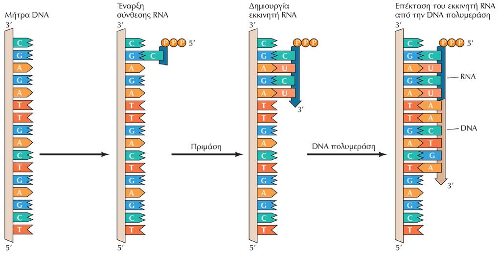ΕΙΚΟΝΑ 6.4 Έναρξη της σύνθεσης των τμημάτων Okazaki με εκκινητές RNA.