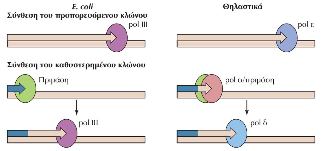 ΕΙΚΟΝΑ 6.6 Ρόλοι των DNA πολυμερασών στην E. coli και σε κύτταρα θηλαστικών. Ο προπορευόμενος κλώνος συντίθεται από την πολυμεράση III (pol III) στην E.