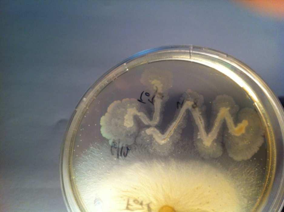 Εικ. 7. Αποικισµός των υφών του Fusarium oxysporum f.sp. radicis-lycopersici από το ριζοβακτήριο Serratia marcescens ΤοΖα4-8 2.