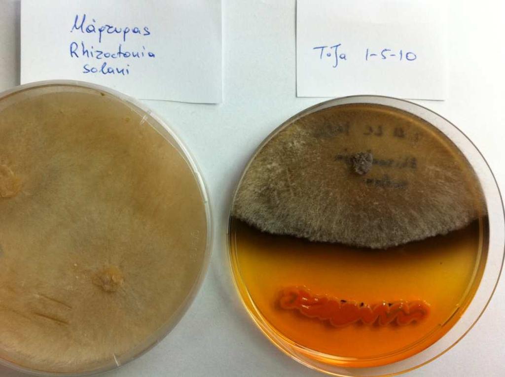 1. Sclerotium rolfsii Τα αποτελέσµατα που προέκυψαν στο πείραµα µε τον µύκητα S.