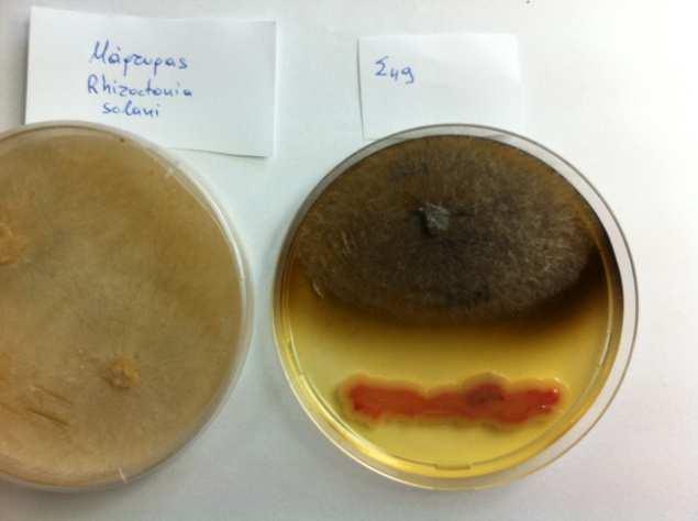 βακτηριακό στέλεχος Bacillus cereus Σ79 Εικ. 10.