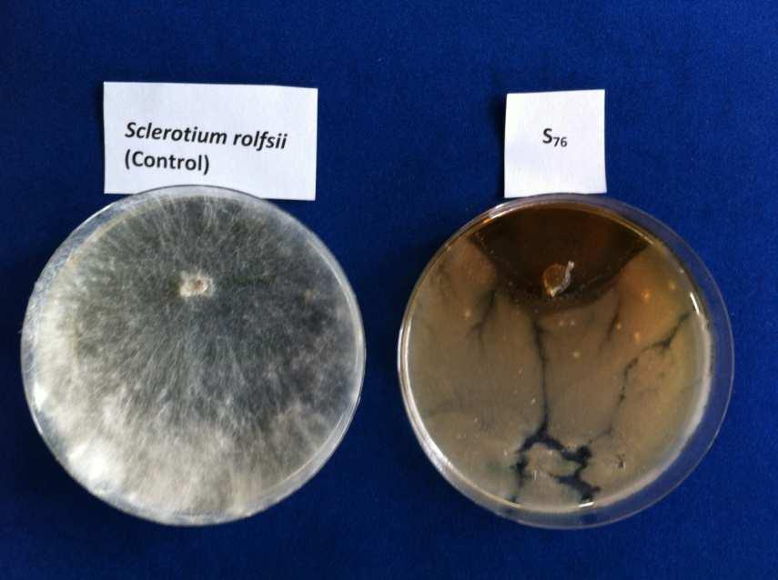 µύκητας Sclerotium rolfsii δεν αναπτύχθηκε καθόλου Εικ. 12.