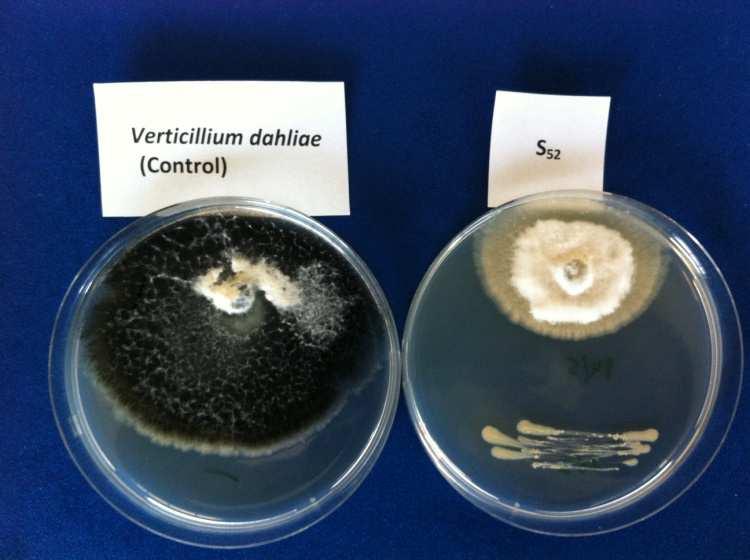 2. Verticillium dahliae Σηµαντική παρατήρηση στο συγκεκριµένο πείραµα είναι ότι κανένα ριζοβακτήριο δεν αποίκισε τις υφές του µύκητα, ενώ σε όλες τις µεταχειρίσεις και επαναλήψεις τους σχηµατίστηκε