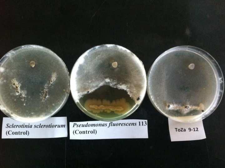 στην περίπτωση των E. cloacae ΤοΖα9-12 και S. rubidaea Σ49 (Εικόνα 14) Αντίθετα, τα καλύτερα αποτελέσµατα προέκυψαν µε τα στελέχη B.