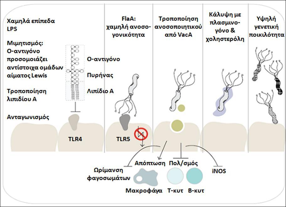 LPS του H. pylori δρουν ανταγωνιστικά στη σηματοδότηση από τον ενδογενή ανοσολογικό υποδοχέα Toll-Like Receptor 4 (TLR4) (Lepper et al. 2005).