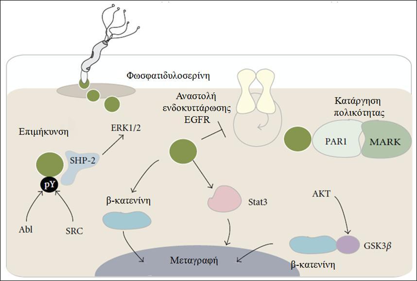 συμπλέγματος E-καδερίνη/β-κατενίνη (Franco et al. 2005, Murata-Kamiya et al. 2007, Suzuki et al. 2005). Επίσης έχει δειχθεί πως η μόλυνση του H.